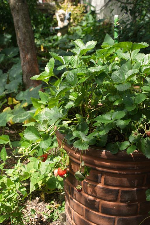 Home With Big Garden Montevideo Exterior foto